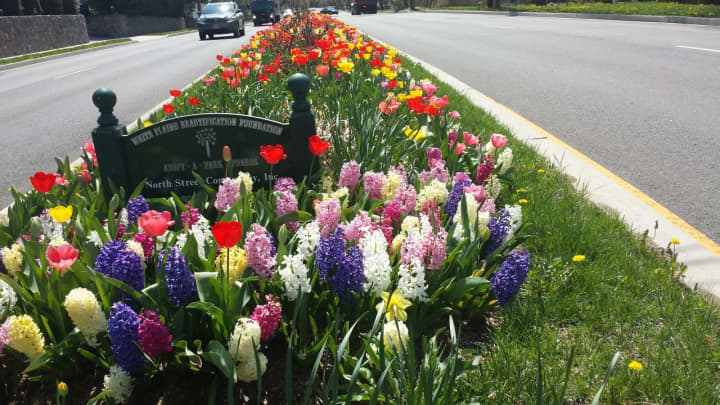 Tulips planted by the White Plains Beautification Foundation line a stretch of Route 127 (North Street), just south of White Plains High School.