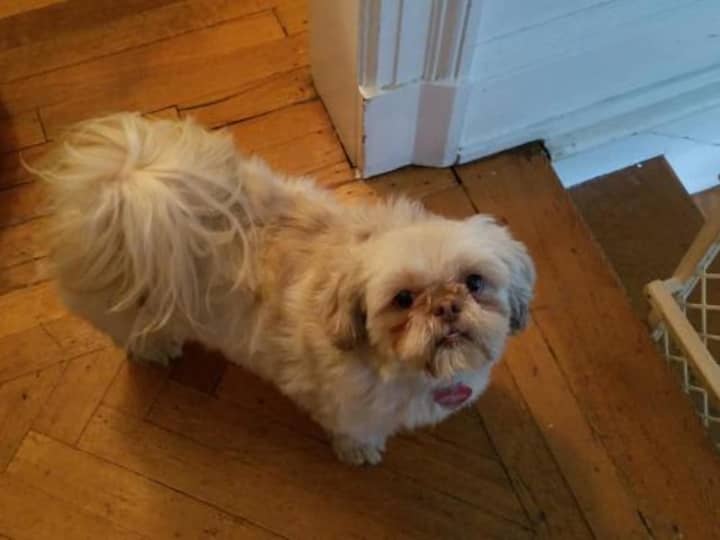 Chewy has been reported missing in Mount Vernon.