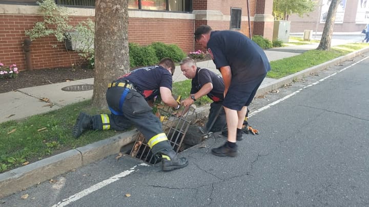Danbury firefighters remove the grate on a storm drain to rescue four baby ducklings on Delay Street in Danbury.
