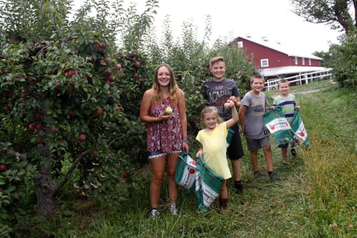 Apple picking at Pennings Orchard in Warwick.