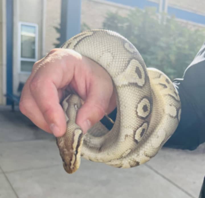 A police officer holding the python outside of the school where it was found.