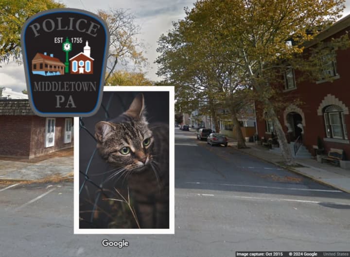 A cat was found shot in the face in the 100 block of West Water Street, Middletown Borough Police say.