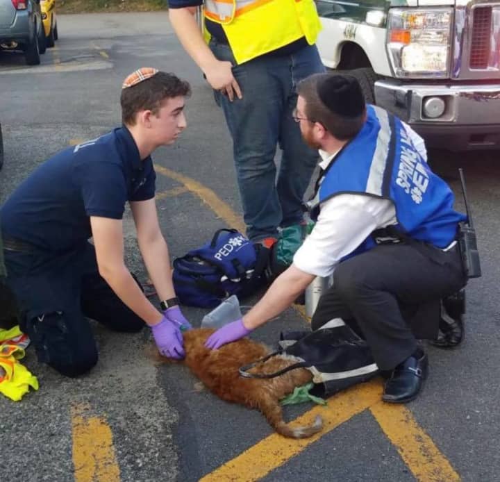 Spring Valley Ambulance Corps rescue personnel work to save a cat that was trapped in the fire.