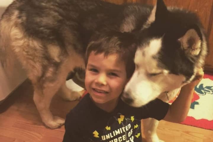 Rayo the Handsome Husky and his human sibling.