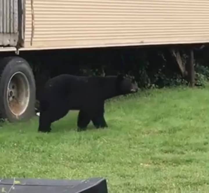 A black bear was spotted in Woodland Park Saturday.