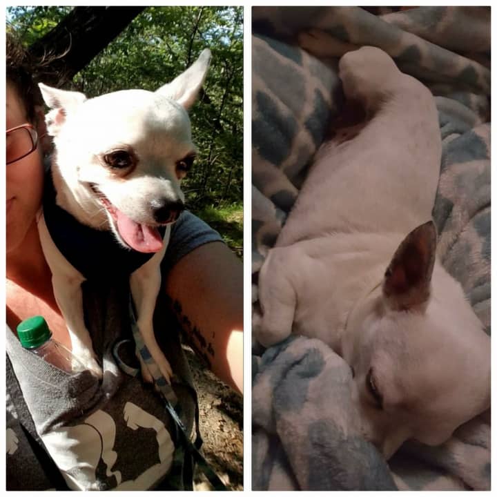 Bean is an all white Chihuahua with a black spot on his back by his tail. He has a collar on with a tag. He jumped out of a car on I-95 in Norwalk after an accident.