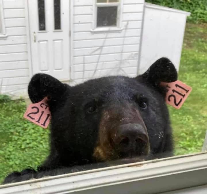 A shot of Bear 211 peeking in a window.