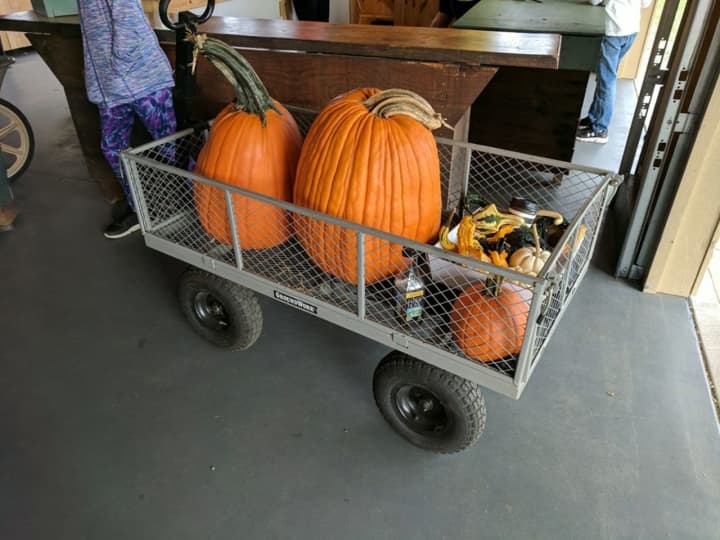 Pick as many pumpkins as you can carry at Jones Family Farms in Shelton.