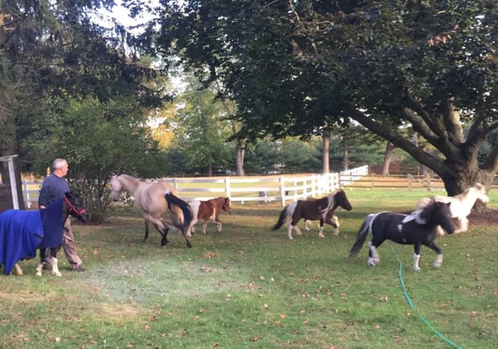 Dash the pony, at far left in blanket, and friends after he was rescued from the pool.