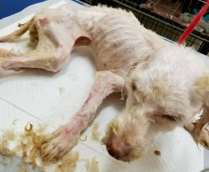 A poodle was abandoned outside a Mount Vernon home and left to die in a crate.
