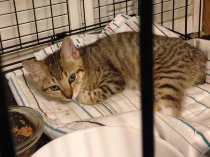 Forgotten Felines is seeking donations to help Hope, a kitten found in Sleepy Hollow