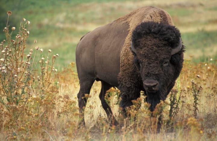 Bison escaped from an upstate New York farm.