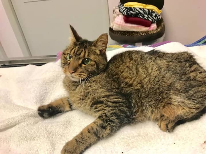 This cat was recovered near the Rye-Greenwich town line.