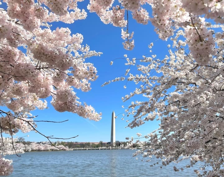 A view of the Washington Monument through peak cherry blossom trees.