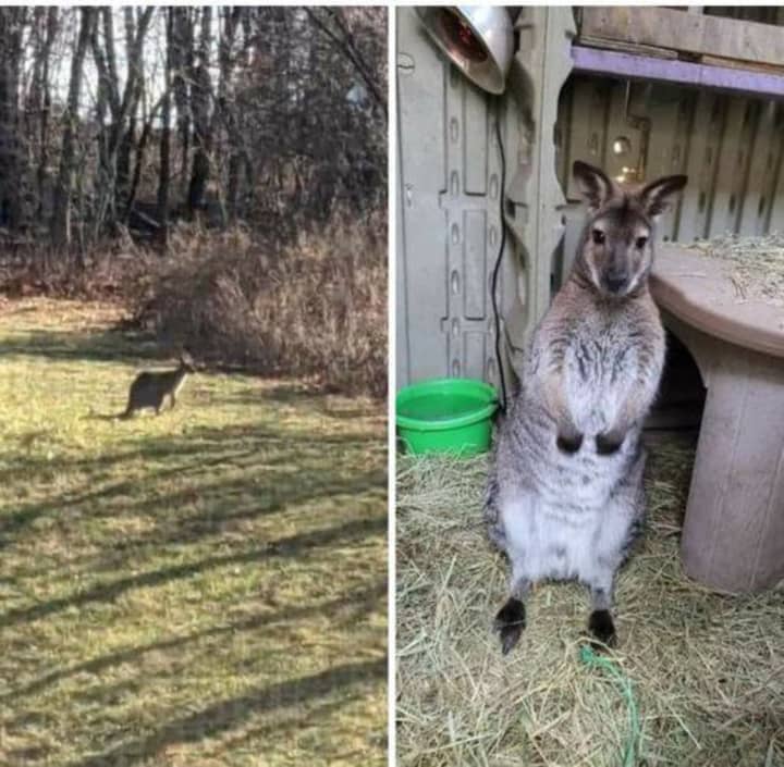 The missing kangaroo.