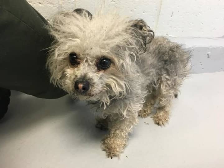 This dog, believed to be missing from Norwalk, is currently in the care of Westport Animal Control after being found on a busy street.