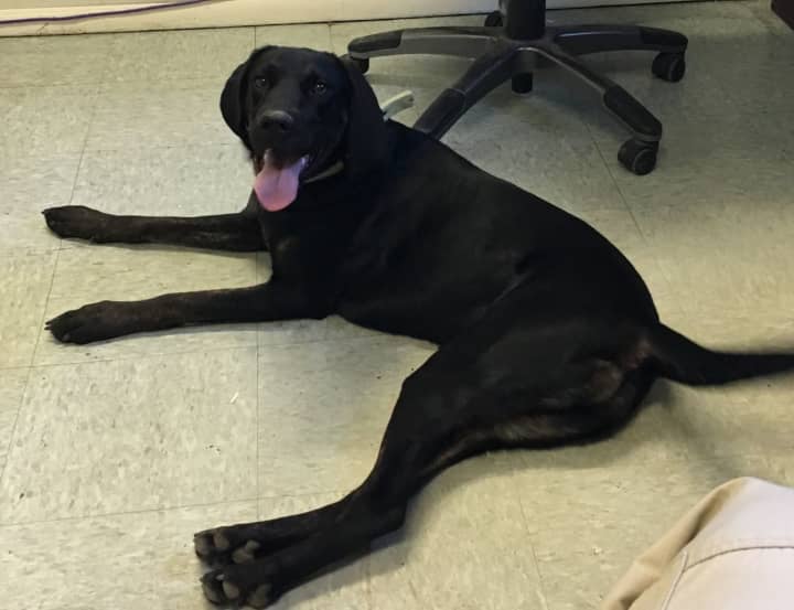Know her? This dog was found in Ridgefield.
