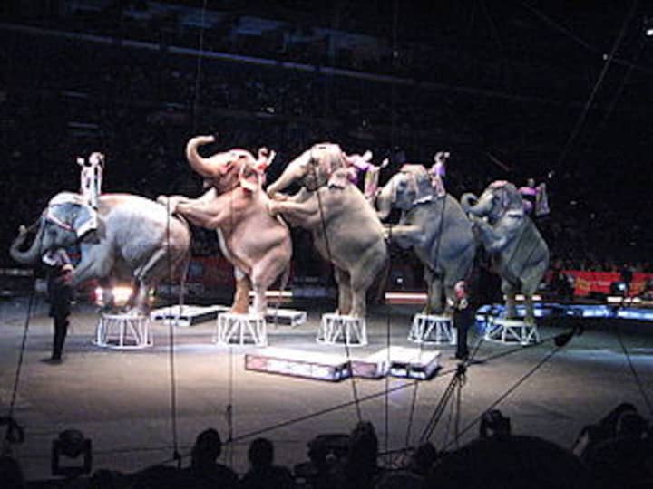 The Ringling Bros. and Branum &amp; Bailey Circus giant elephants took their final bow on Sunday. All of the circus&#x27; elephants will be retired.