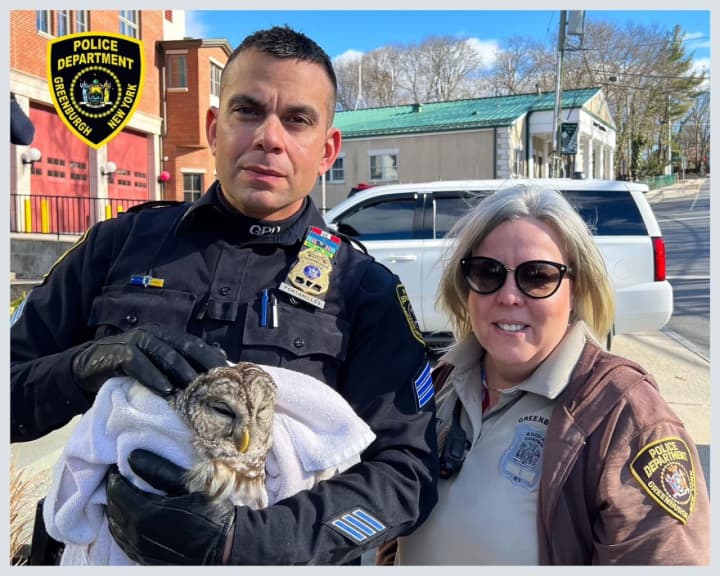 Members of the Greenburgh Police Department help rescue a barred owl that had been injured.
