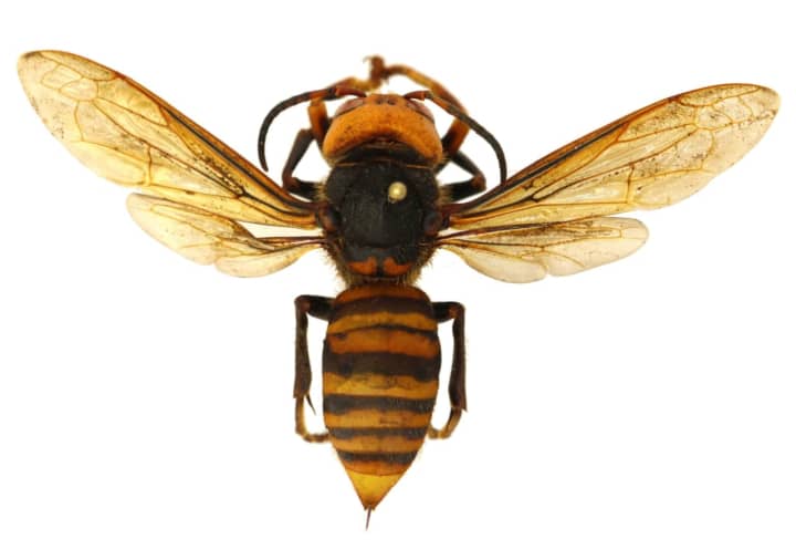 Asian giant hornet (vespa mandarinia)