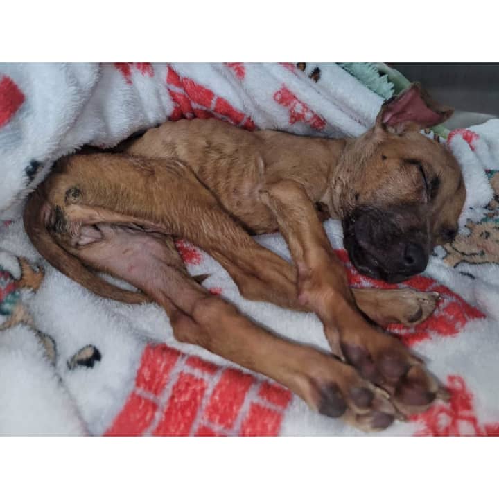 Matilda was found &quot;skin and bones&quot; with labored breathing, and unable to lift her own head.