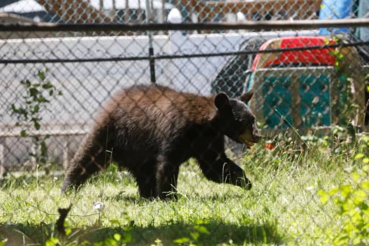 A black bear attacked a man in Orange County.