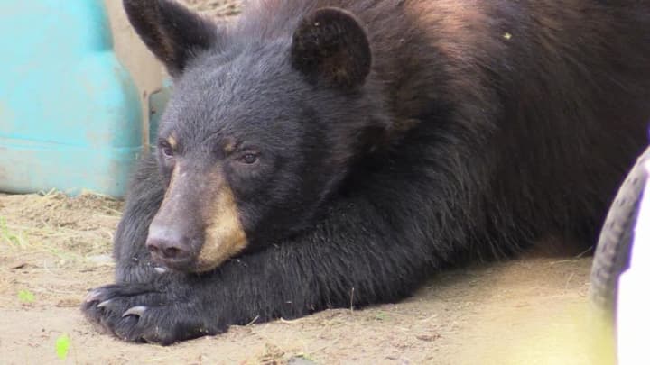 A black bear was hit and killed by a vehicle on I-84.