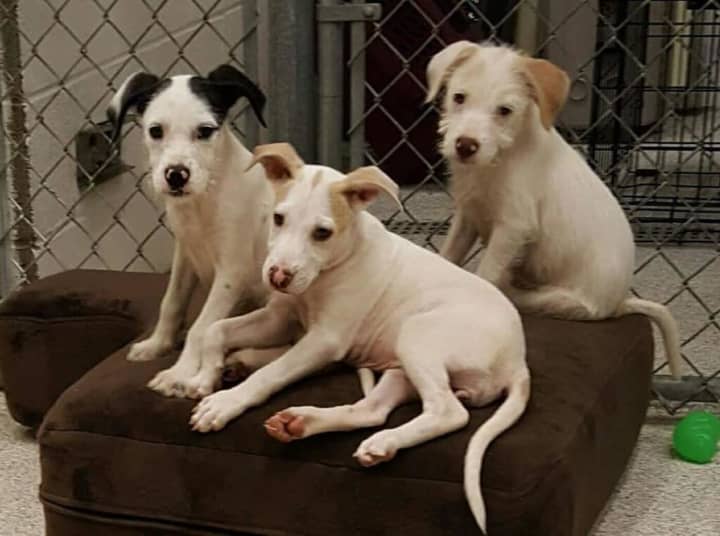 A litter of abandoned puppies will be waiting to play with you on the mats at Studio 108 Saturday in Lyndhurst.