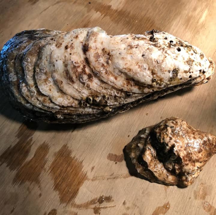 This massive oyster was found in the Hudson River.