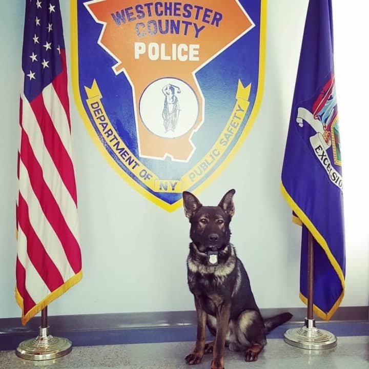 Retired K-9 Jax of the Westchester County Police Department.