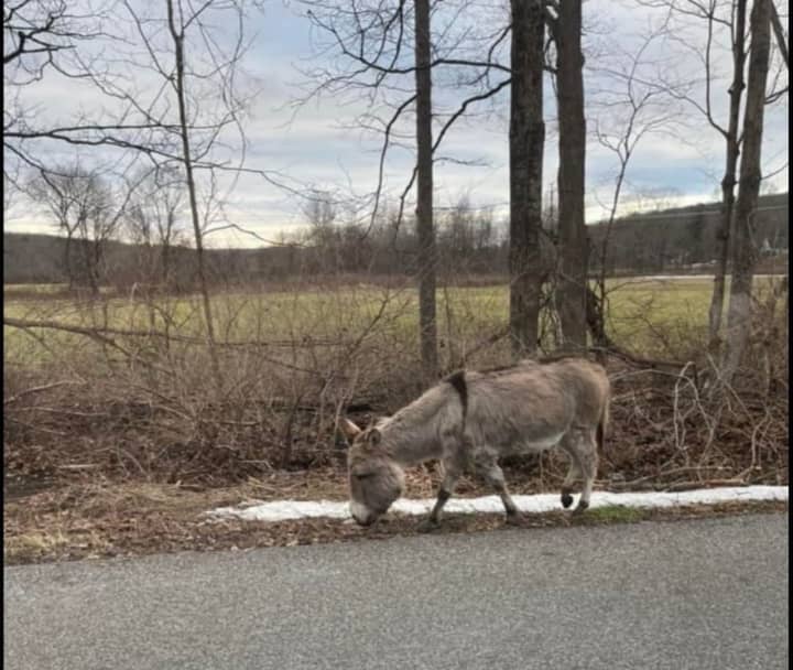 Jackie the donkey has been missing in Bethlehem for a week.&nbsp;