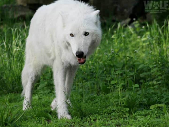 Atka was one of the Wolf Conservation Center&#x27;s ambassadors.