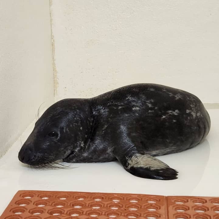 A rescued grey seal pup that was found wandering through a neighborhood in Ocean City, NJ, on Wednesday, Feb. 7.