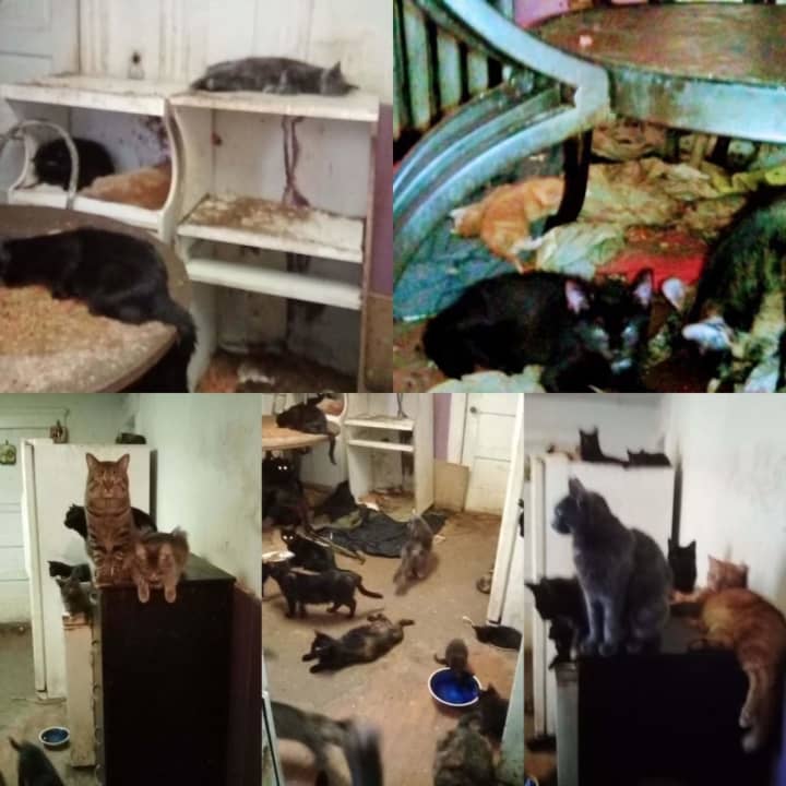 Inside the Madison Avenue cat hoarding case in Paterson.