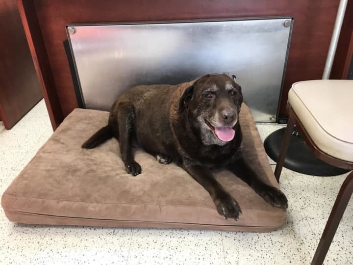 Police in Westport are attempting to find this chocolate lab&#x27;s owner.
