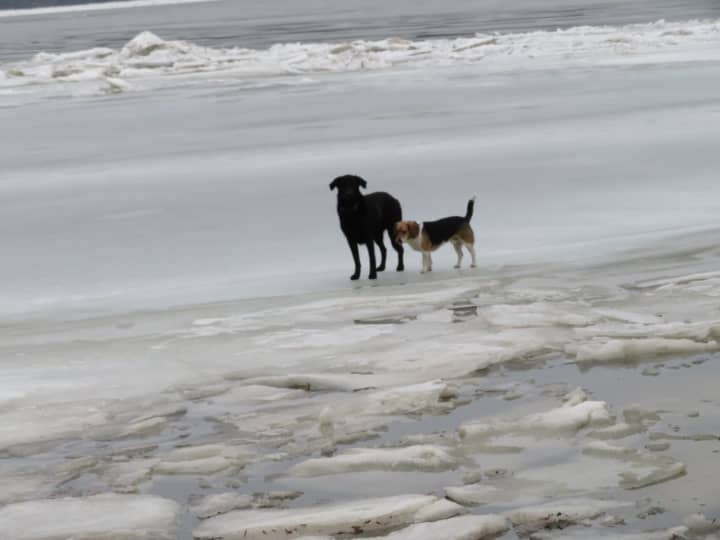 Two dogs were rescued from the ice by the Esopus Fire Department.