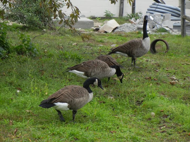Edgewater is considering how to control its geese population using non-lethal methods.