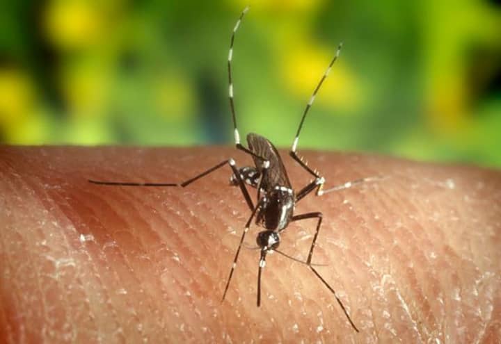 A mosquito trapped in Shelton has tested positive for West Nile virus.