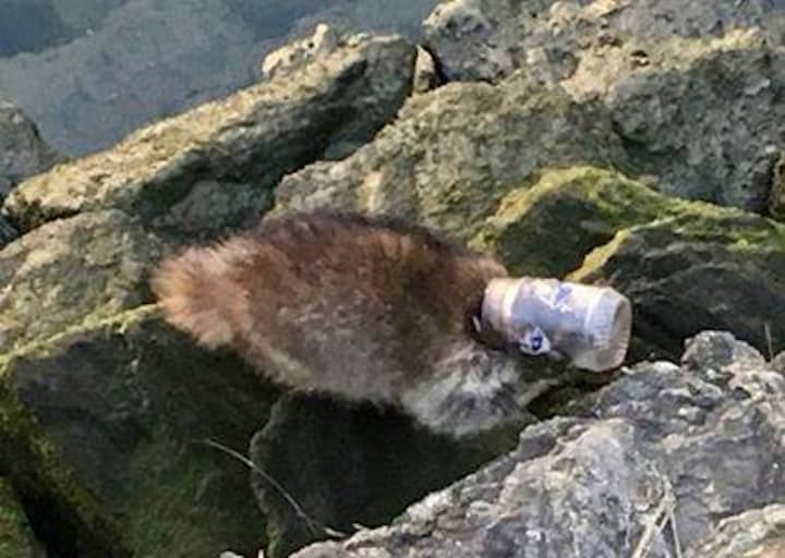 A raccoon had to be rescued by firefighters in Westport after it got its head stuck in a peanut butter jar.