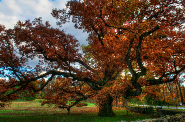 The 500-year-old, historic Bedford Oak is one of Westchester&#x27;s most glorious sights in the fall.