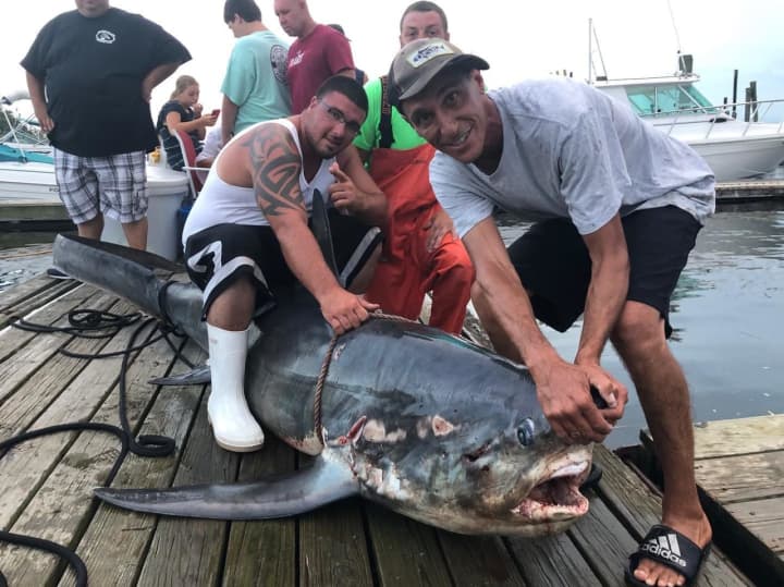 Members of the Staten Island Fishing Club reeled in a 510-pound shark.