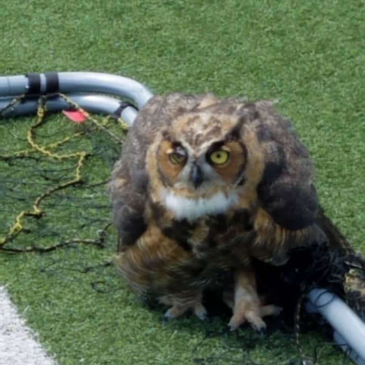 Police in New Rochelle helped rescue an owl that got caught in a net at Iona Prep.