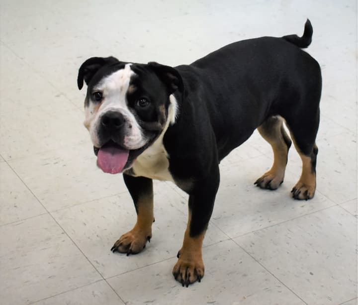 A bulldog was found in the parking lot at Stop &amp; Shop in Fairfield.