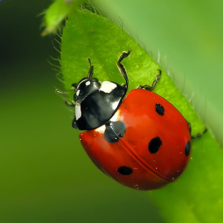 The 11th Annual Rutherford Ladybug Release and Festival will be June 4.