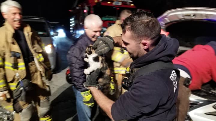 It took a village to rescue a kitten that found itself in a car engine in Yorktown.