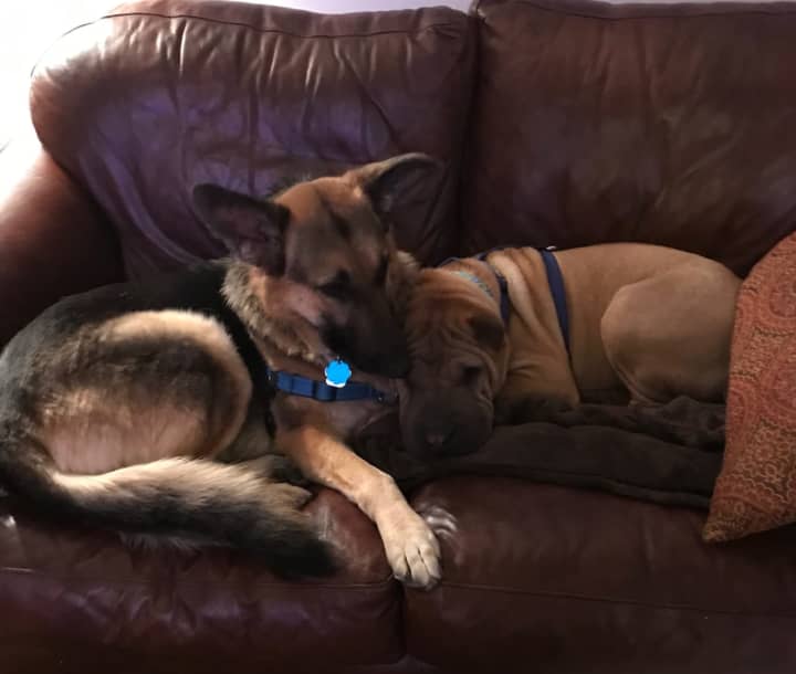Delilah, left, was a neglect case taken in by Ringwood&#x27;s Southern Paws Rescue. She has learned to love with help from her new brother, Pablo, a Shar Pei.