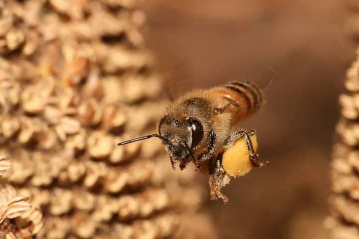 Beekeeper will talk about the honeybee.