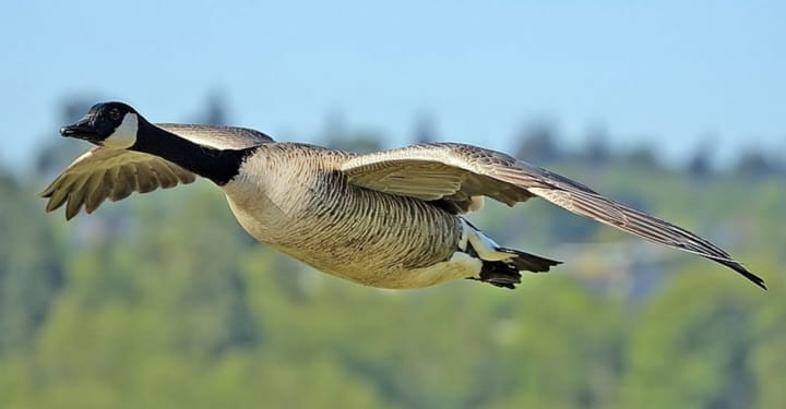 A goose was killed after flying into a car windshield Thursday.