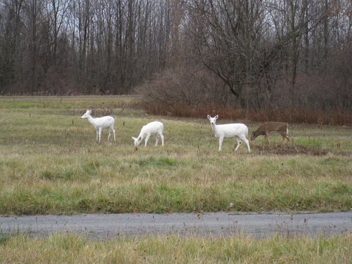 A large white deer population living in the former Seneca Army Depot located upstate faces an uncertain future when the land goes up for sale in December. 