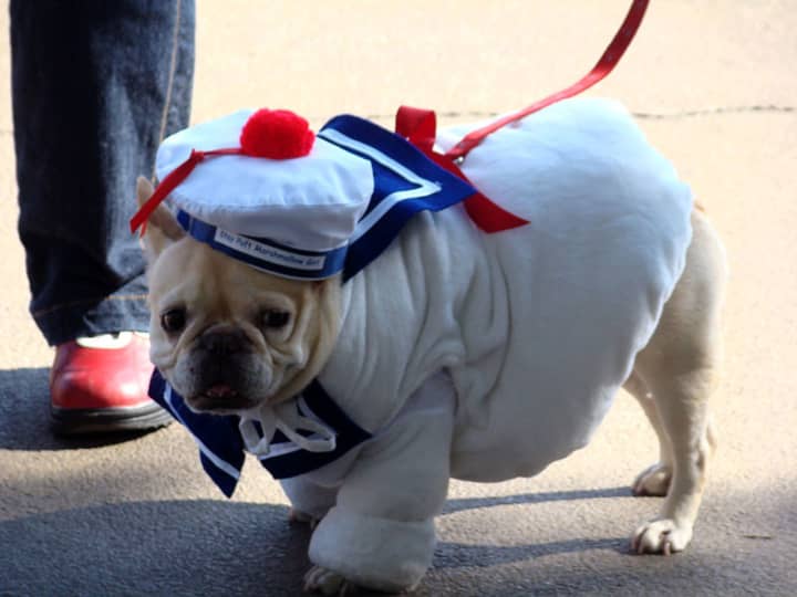 Shore Acres Second Annual Howl-O-Ween Dog Costume Parade will take place on Sunday.
